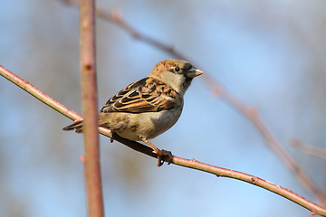 Image showing Sparrow