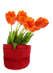 Image showing Orange tulips