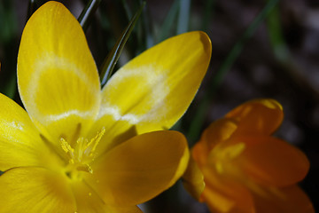 Image showing crocus