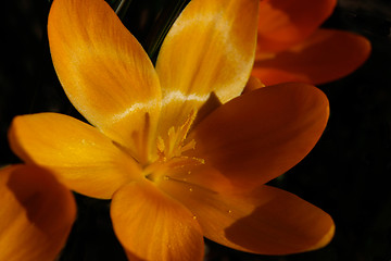 Image showing crocus