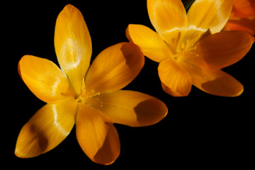 Image showing crocus