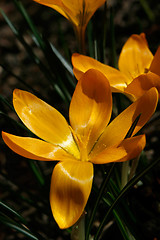 Image showing crocus