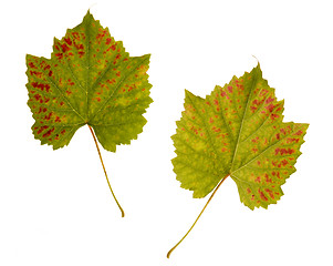 Image showing wine. one leaf - two sides