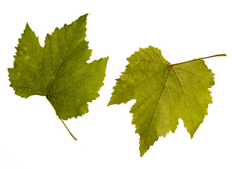 Image showing wine. one leaf - two sides