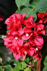 Image showing Bougainvillea Flowers