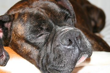 Image showing Female Boxer Dog