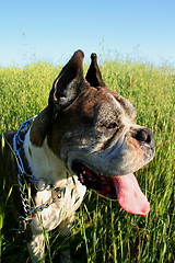 Image showing Boxer Dog