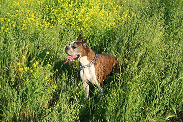 Image showing Boxer Dog