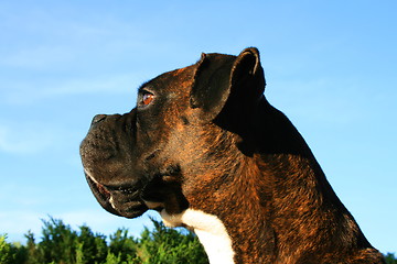 Image showing Boxer Dog