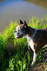 Image showing Boxer Dog