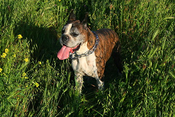 Image showing Boxer Dog