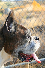 Image showing Boxer Dog