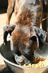 Image showing Boxer Dog Eating