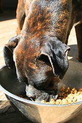 Image showing Boxer Dog Eating