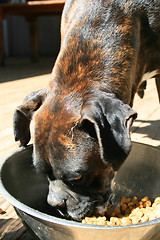 Image showing Boxer Dog Eating