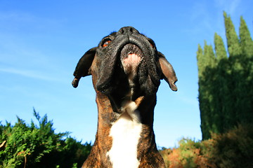 Image showing Boxer Dog