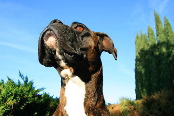 Image showing Boxer Dog