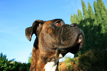 Image showing Boxer Dog