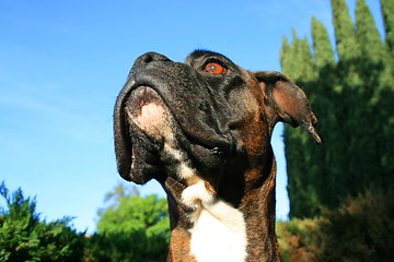 Image showing Boxer Dog