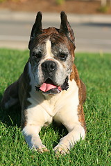 Image showing Boxer Dog