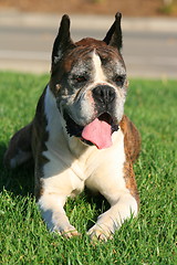 Image showing Boxer Dog