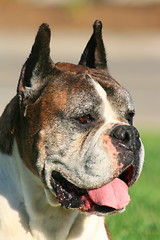 Image showing Boxer Dog