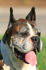 Image showing Boxer Dog