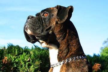 Image showing Boxer Dog