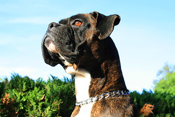 Image showing Boxer Dog