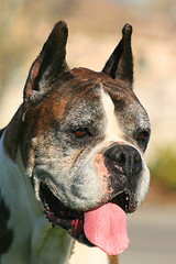 Image showing Boxer Dog