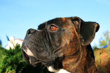 Image showing Boxer Dog