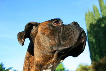 Image showing Boxer Dog