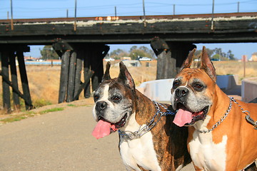 Image showing Two Boxer Dogs