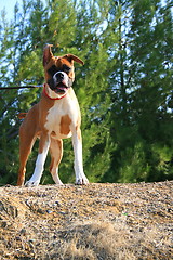 Image showing Boxer Dog