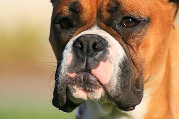 Image showing Boxer Dog