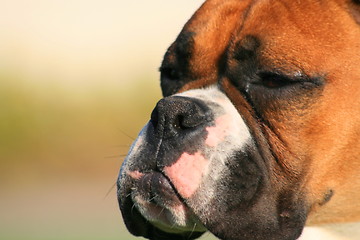 Image showing Boxer Dog