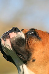 Image showing Boxer Dog