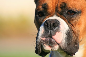 Image showing Boxer Dog