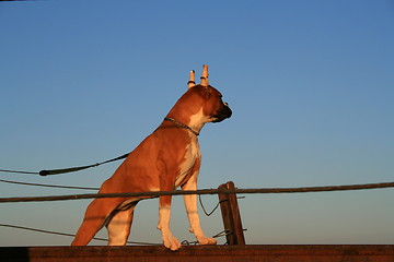 Image showing Boxer Dog