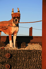 Image showing Boxer Dog