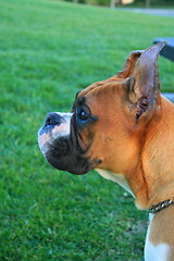 Image showing Boxer Dog