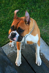 Image showing Boxer Dog