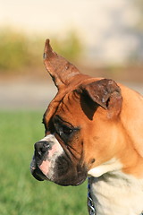 Image showing Boxer Dog