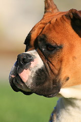 Image showing Boxer Dog