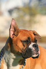 Image showing Boxer Dog