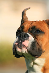 Image showing Boxer Dog