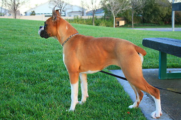 Image showing Boxer Dog