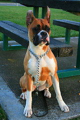 Image showing Boxer Dog