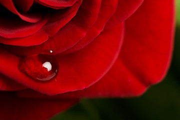 Image showing Rose Drop