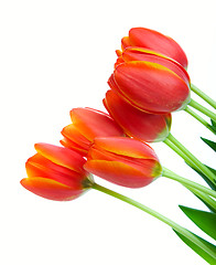 Image showing Orange Tulips